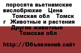 поросята вьетнамские вислобрюхие › Цена ­ 3 000 - Томская обл., Томск г. Животные и растения » Другие животные   . Томская обл.